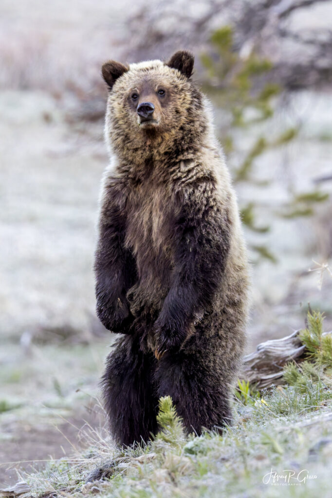 Landscape, wildlife and pet photography by Jeffrey R. Greco