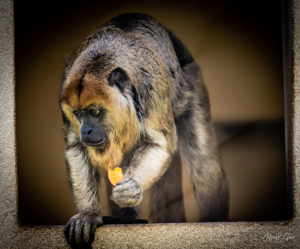 Landscape, wildlife and pet photography by Jeffrey R. Greco