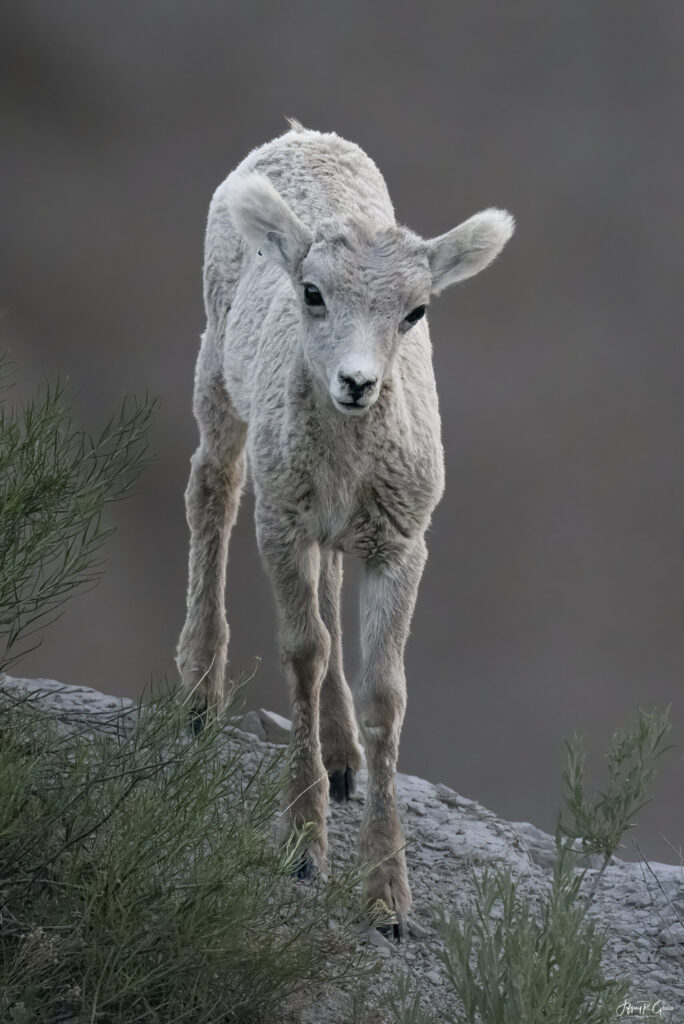 Landscape, wildlife and pet photography by Jeffrey R. Greco