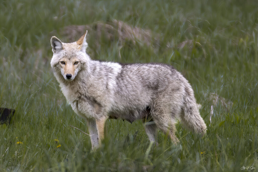 Landscape, wildlife and pet photography by Jeffrey R. Greco