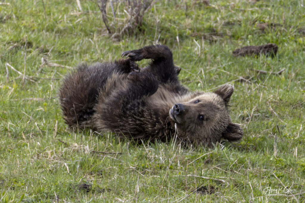 Landscape, wildlife and pet photography by Jeffrey R. Greco