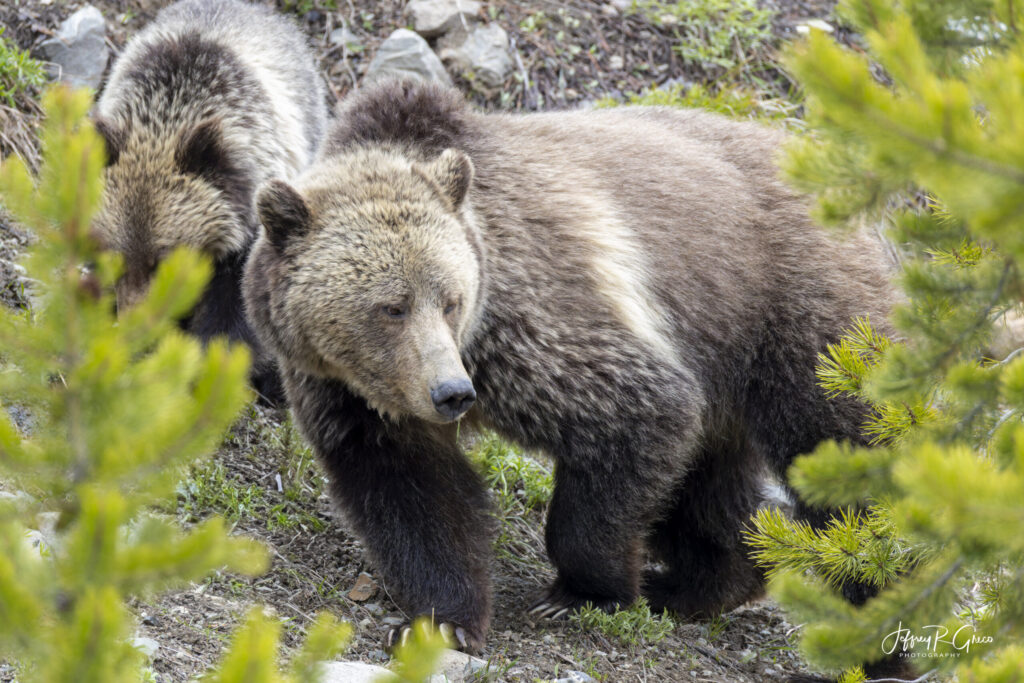 Landscape, wildlife and pet photography by Jeffrey R. Greco