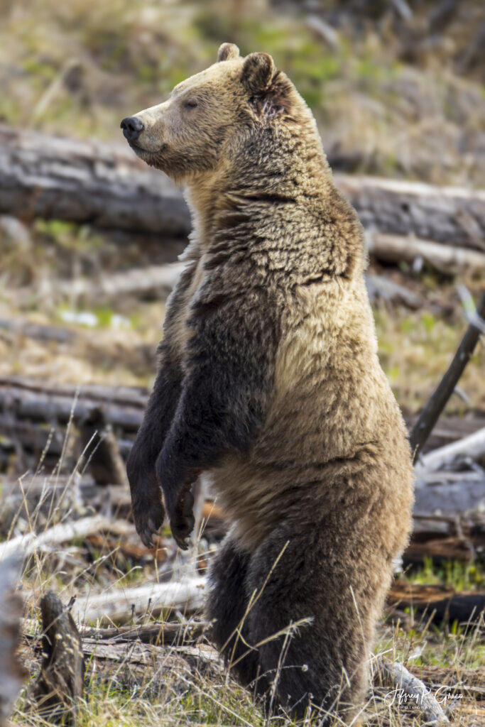 Landscape, wildlife and pet photography by Jeffrey R. Greco