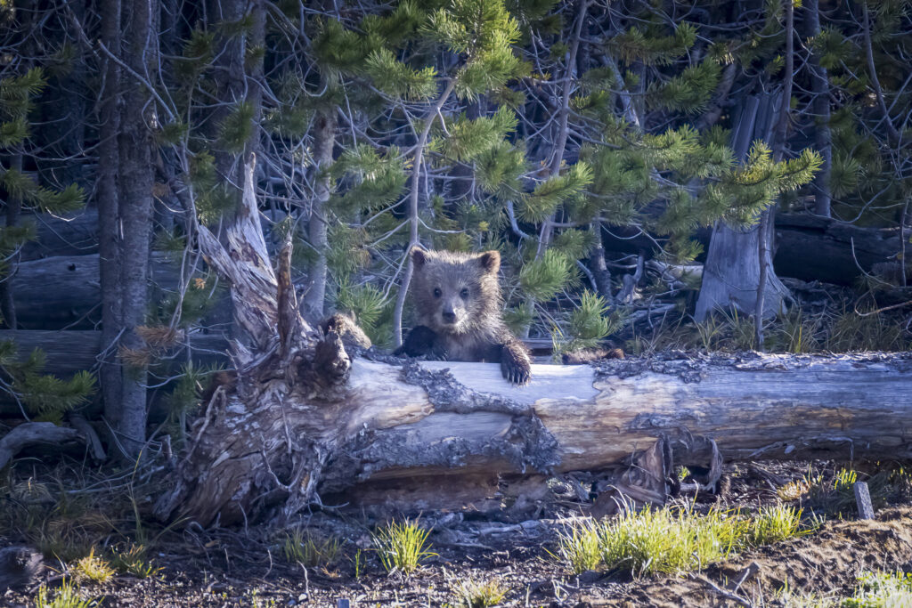 Landscape, wildlife and pet photography by Jeffrey R. Greco
