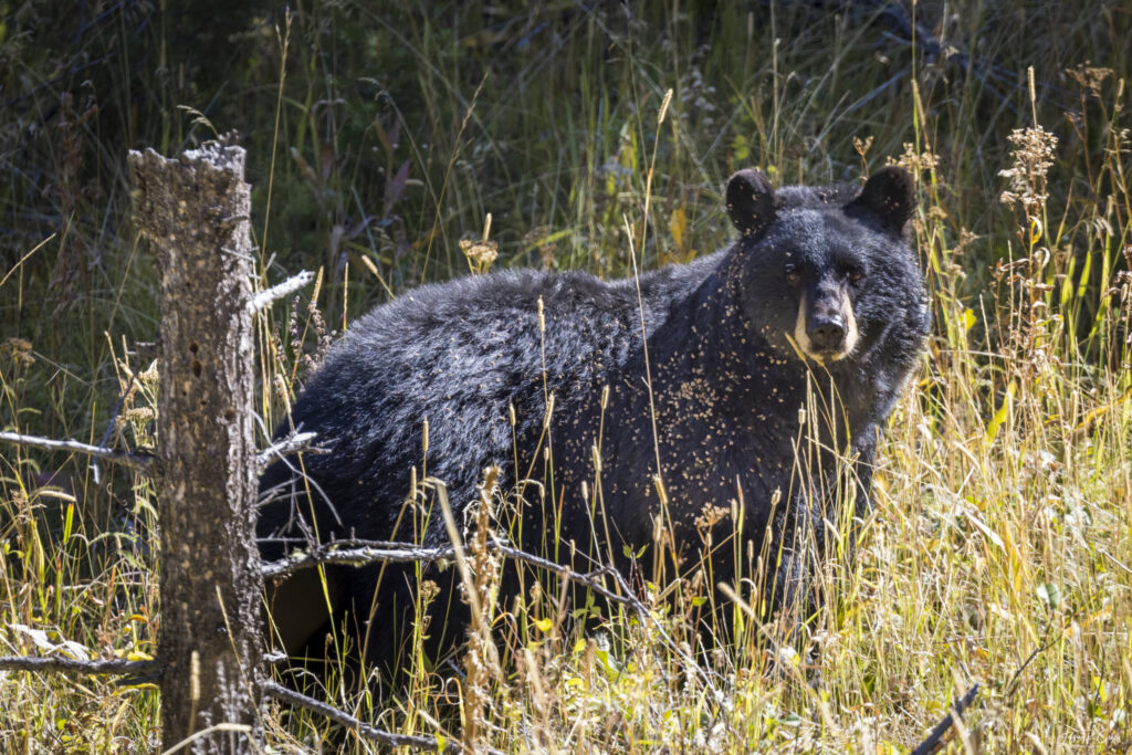 Landscape, wildlife and pet photography by Jeffrey R. Greco