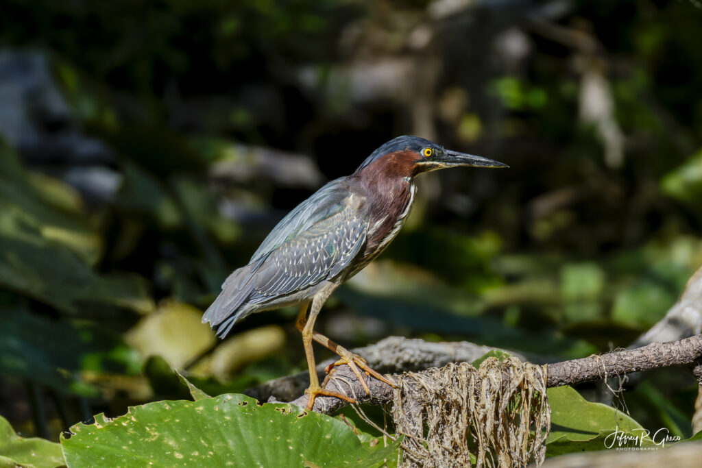 Landscape, wildlife and pet photography by Jeffrey R. Greco