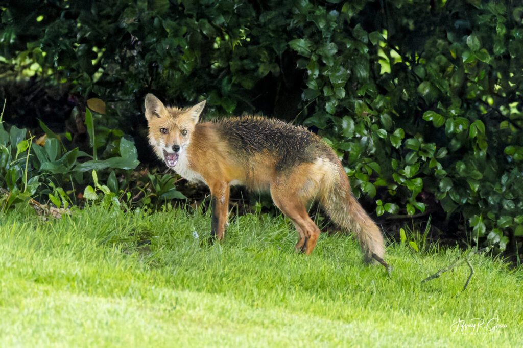 Landscape, wildlife and pet photography by Jeffrey R. Greco