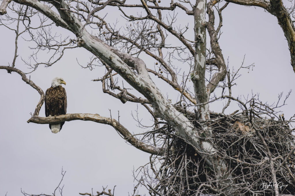Landscape, wildlife and pet photography by Jeffrey R. Greco