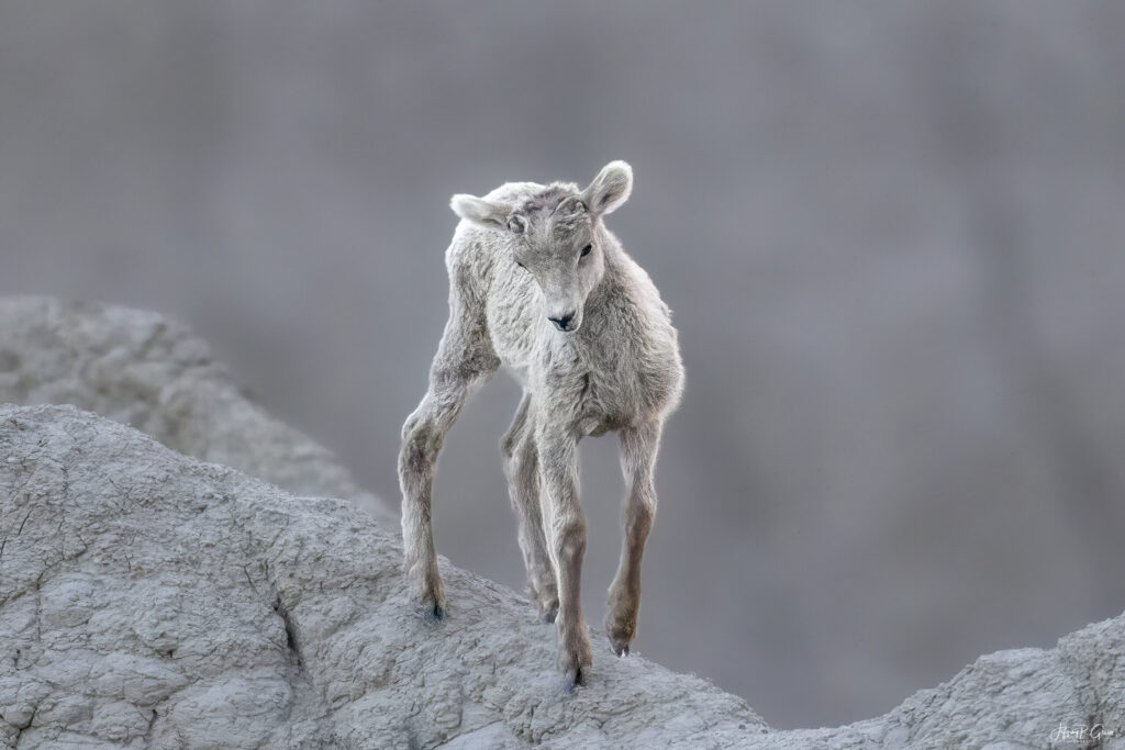 Landscape, wildlife and pet photography by Jeffrey R. Greco
