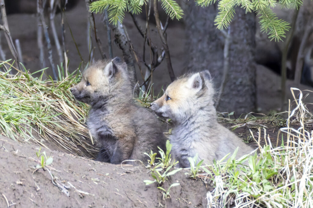Landscape, wildlife and pet photography by Jeffrey R. Greco