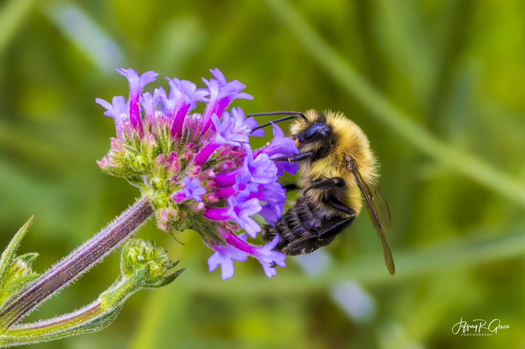Landscape, wildlife and pet photography by Jeffrey R. Greco