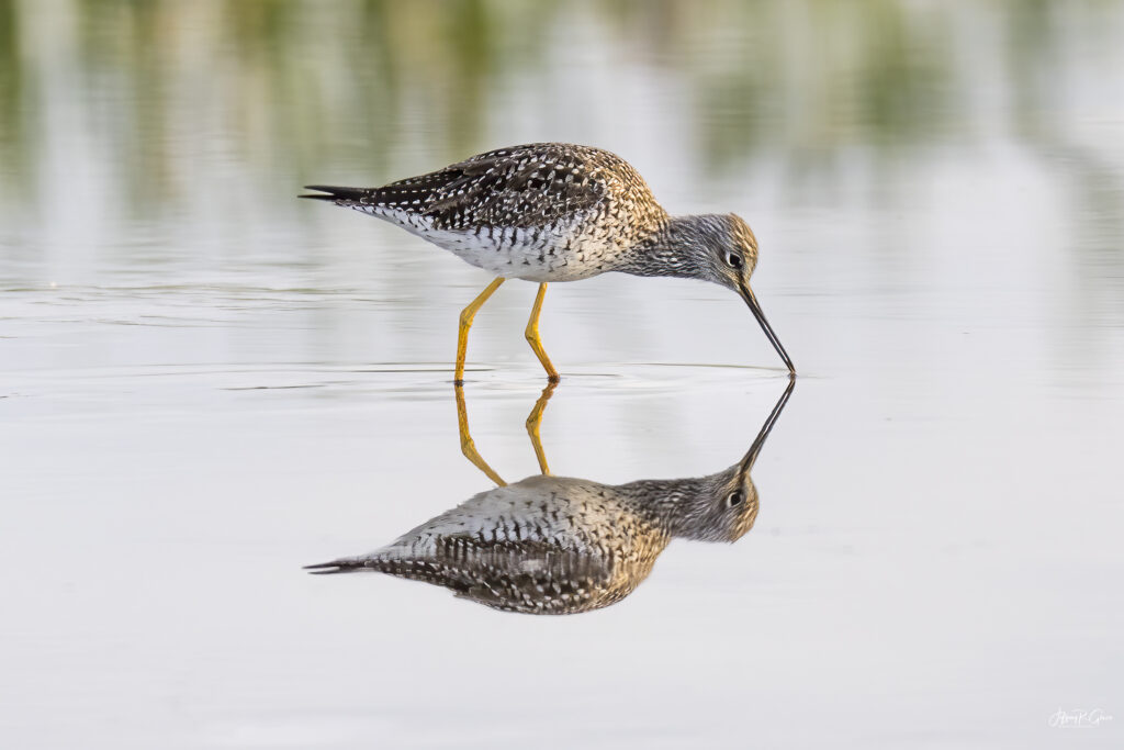 Landscape, wildlife and pet photography by Jeffrey R. Greco