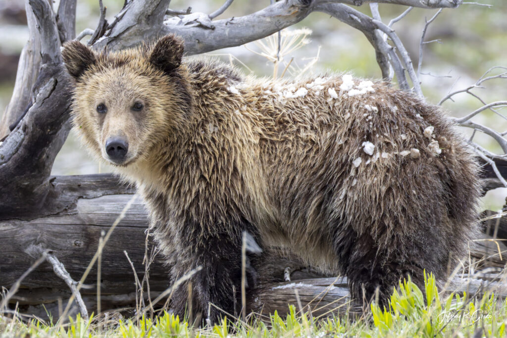 Landscape, wildlife and pet photography by Jeffrey R. Greco