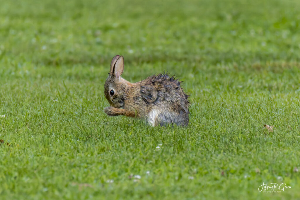 Landscape, wildlife and pet photography by Jeffrey R. Greco