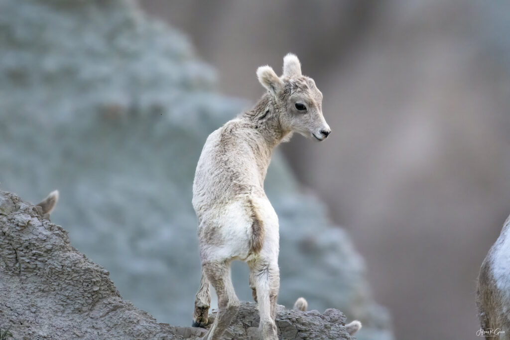 Landscape, wildlife and pet photography by Jeffrey R. Greco