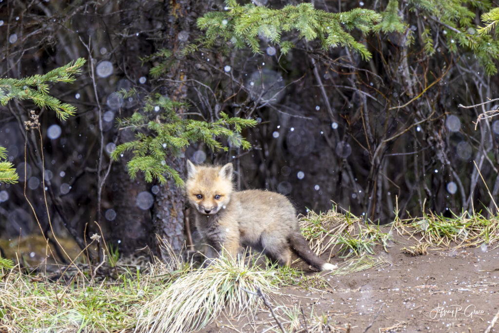 Landscape, wildlife and pet photography by Jeffrey R. Greco