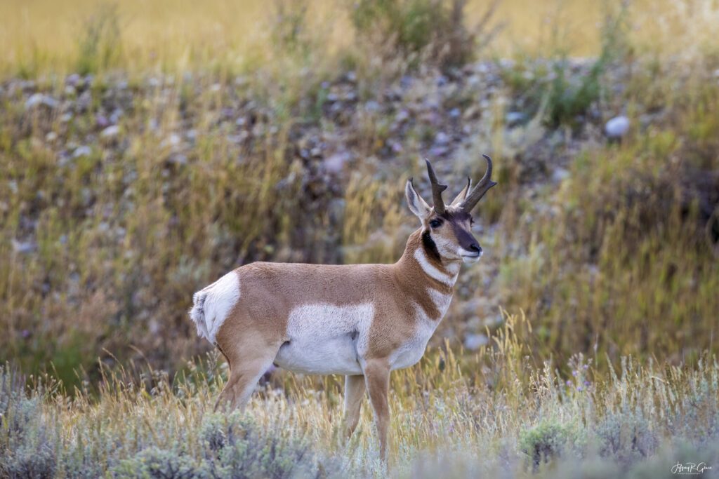 Landscape, wildlife and pet photography by Jeffrey R. Greco