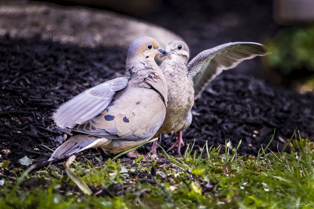 Landscape, wildlife and pet photography by Jeffrey R. Greco