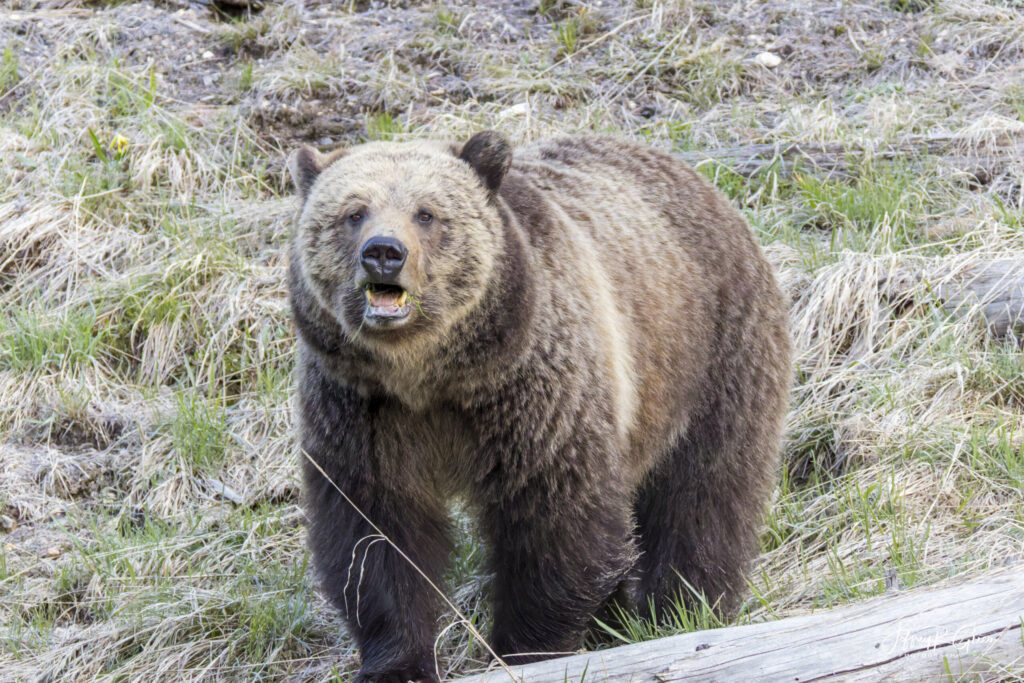 Landscape, wildlife and pet photography by Jeffrey R. Greco