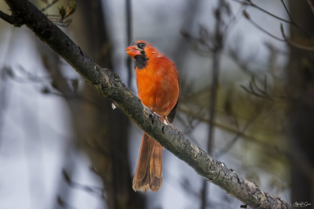 Landscape, wildlife and pet photography by Jeffrey R. Greco