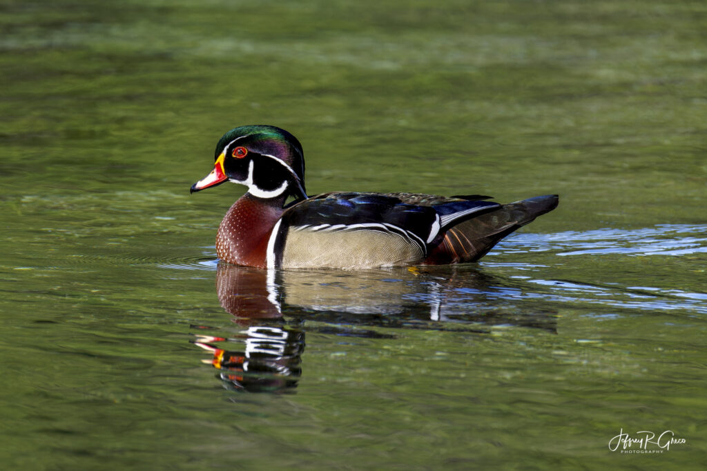 Landscape, wildlife and pet photography by Jeffrey R. Greco