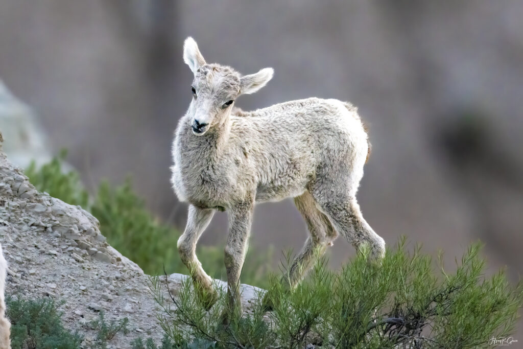 Landscape, wildlife and pet photography by Jeffrey R. Greco