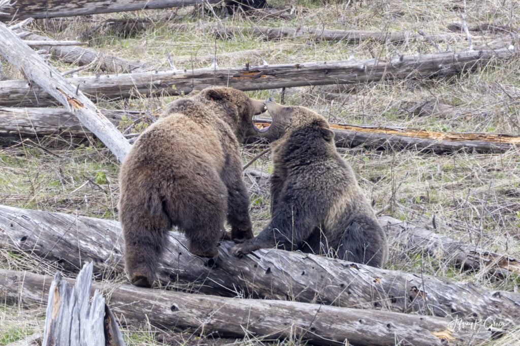 Landscape, wildlife and pet photography by Jeffrey R. Greco