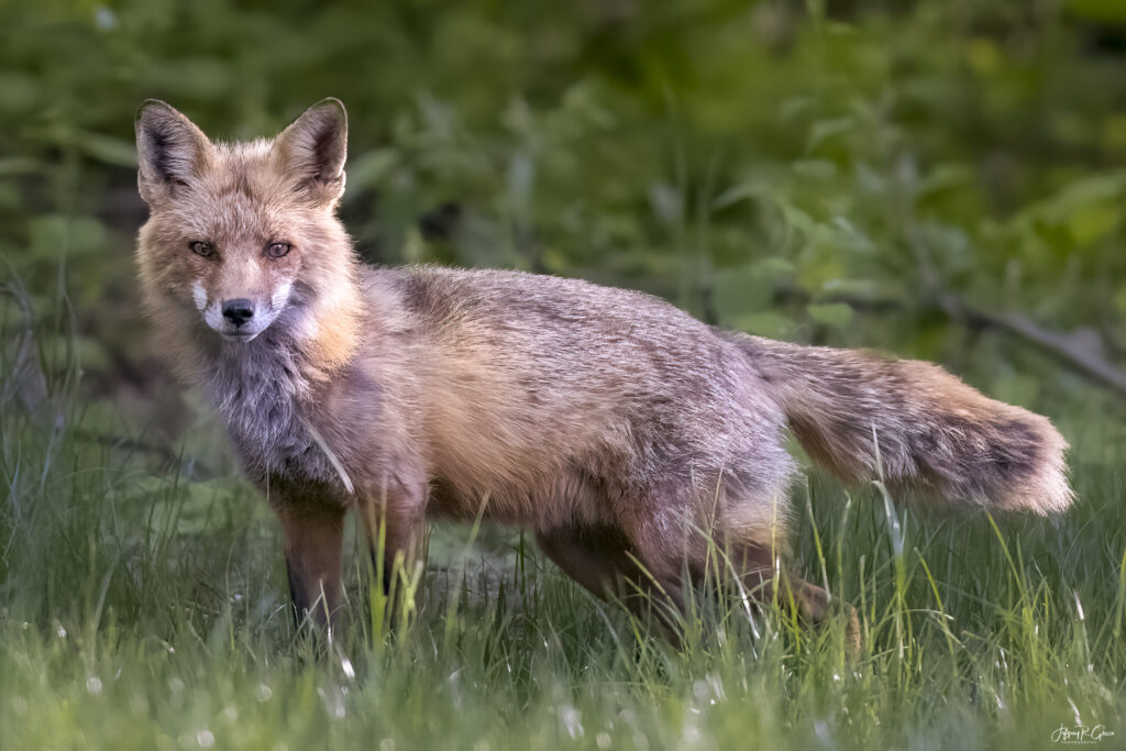Landscape, wildlife and pet photography by Jeffrey R. Greco