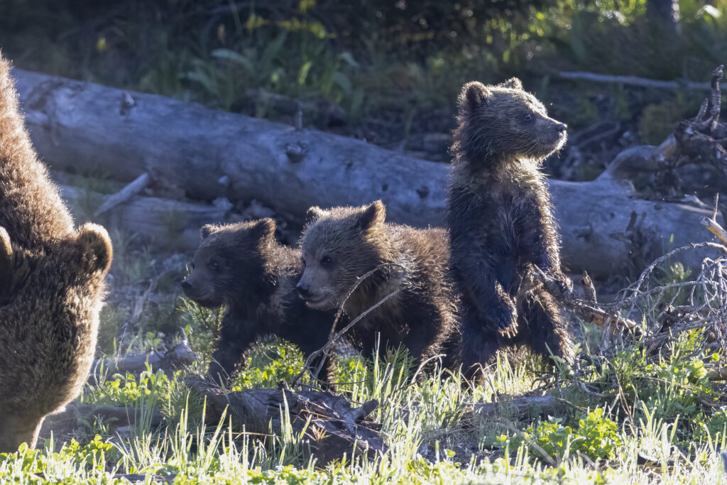 Landscape, wildlife and pet photography by Jeffrey R. Greco