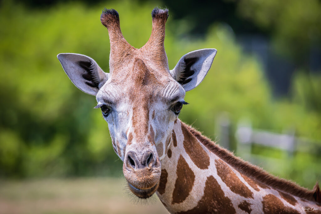 Landscape, wildlife and pet photography by Jeffrey R. Greco