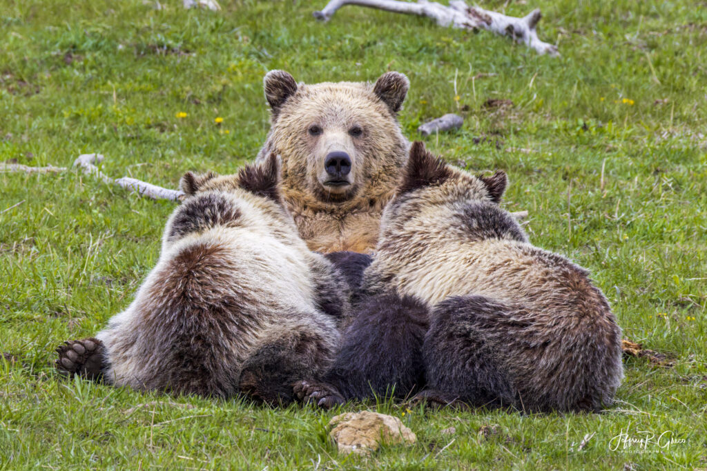Landscape, wildlife and pet photography by Jeffrey R. Greco