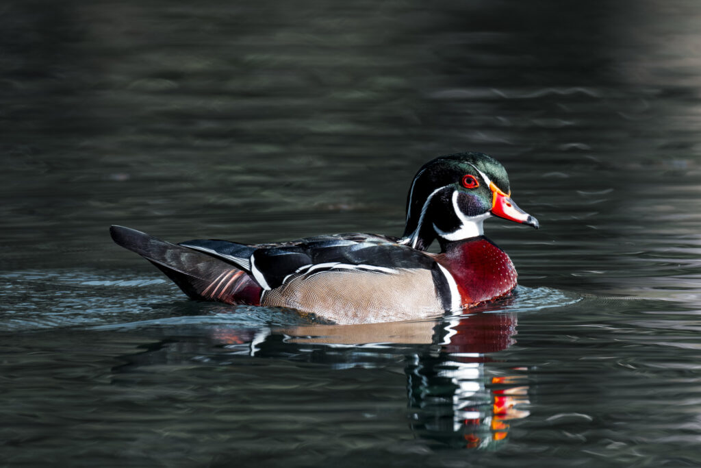 Landscape, wildlife and pet photography by Jeffrey R. Greco