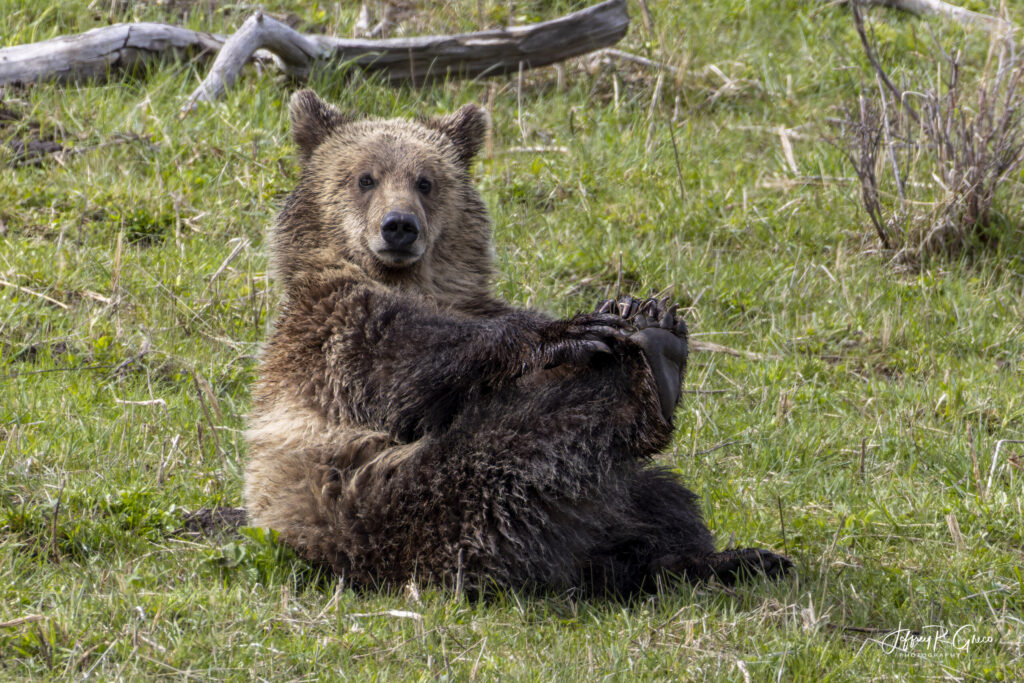 Landscape, wildlife and pet photography by Jeffrey R. Greco