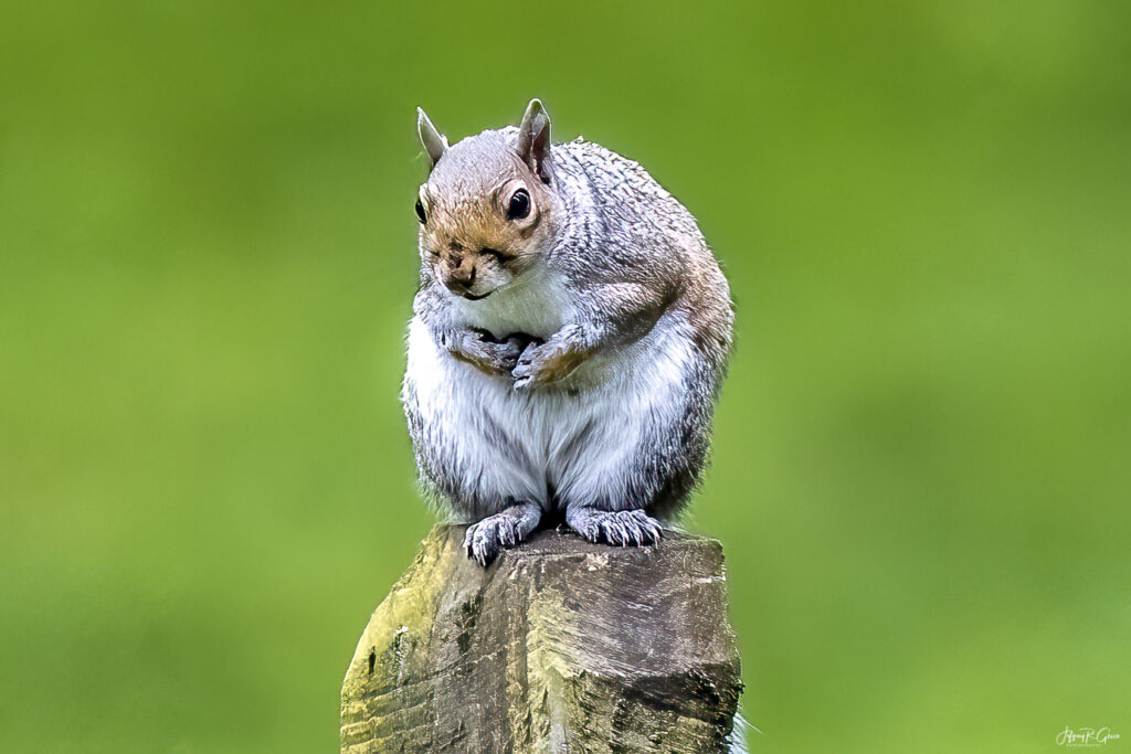Landscape, wildlife and pet photography by Jeffrey R. Greco