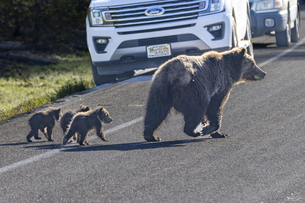 Landscape, wildlife and pet photography by Jeffrey R. Greco