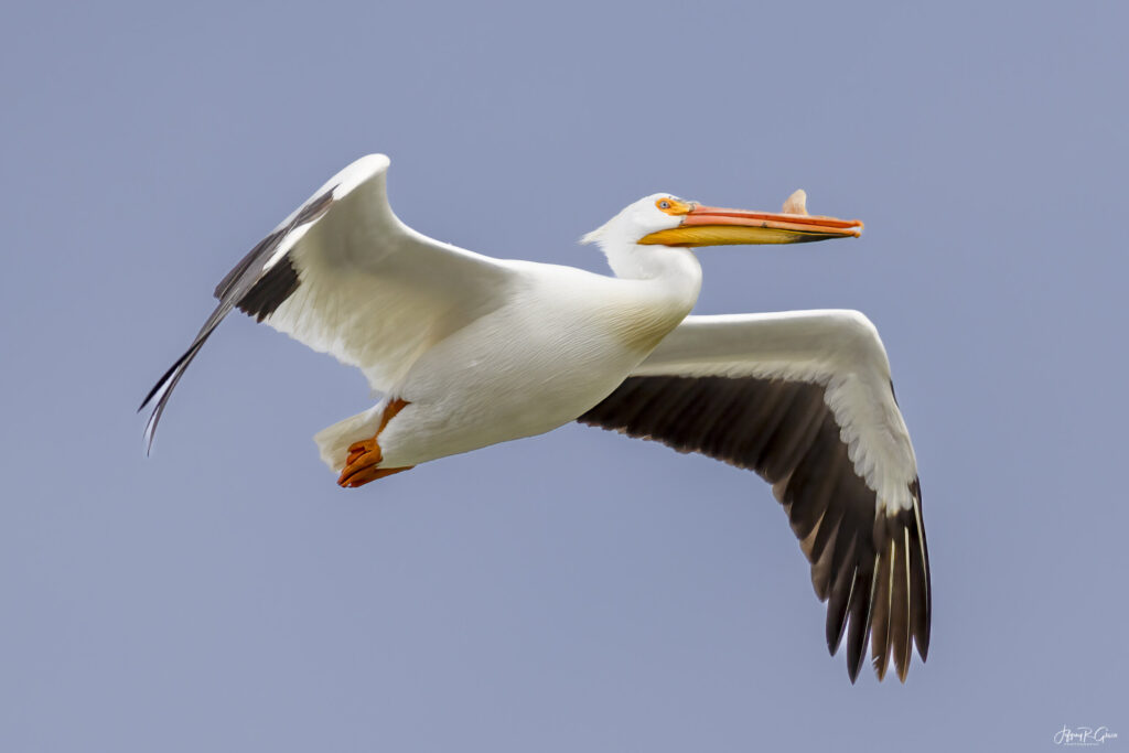 Landscape, wildlife and pet photography by Jeffrey R. Greco