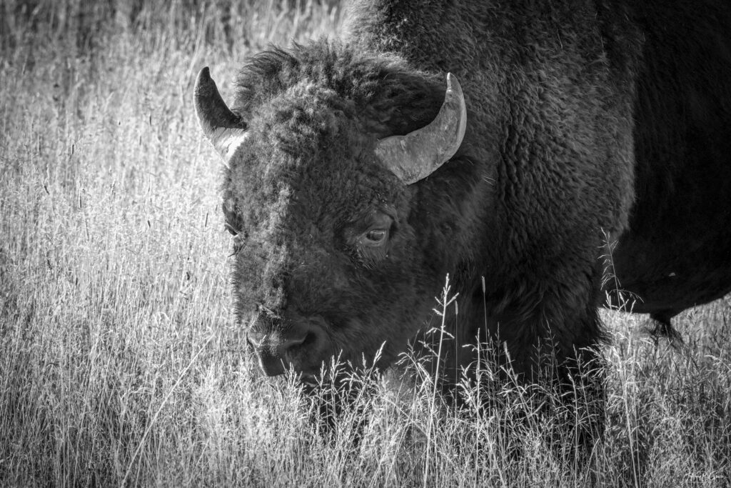 Landscape, wildlife and pet photography by Jeffrey R. Greco