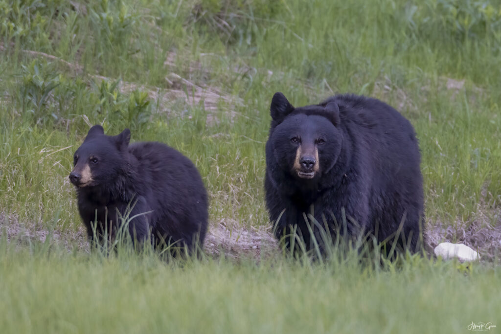 Landscape, wildlife and pet photography by Jeffrey R. Greco