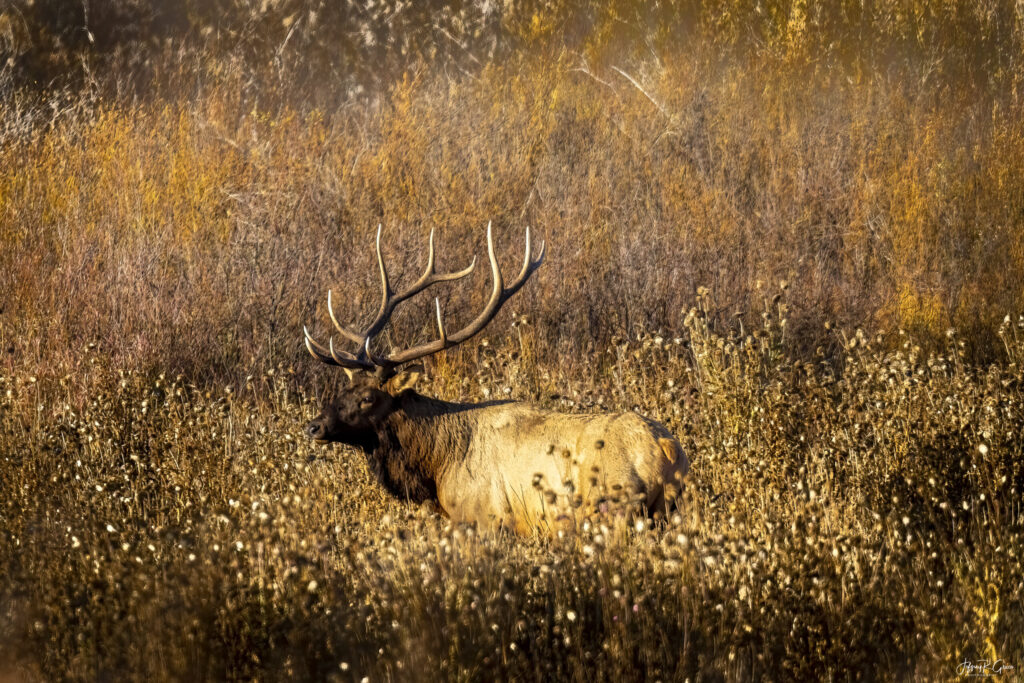 Landscape, wildlife and pet photography by Jeffrey R. Greco
