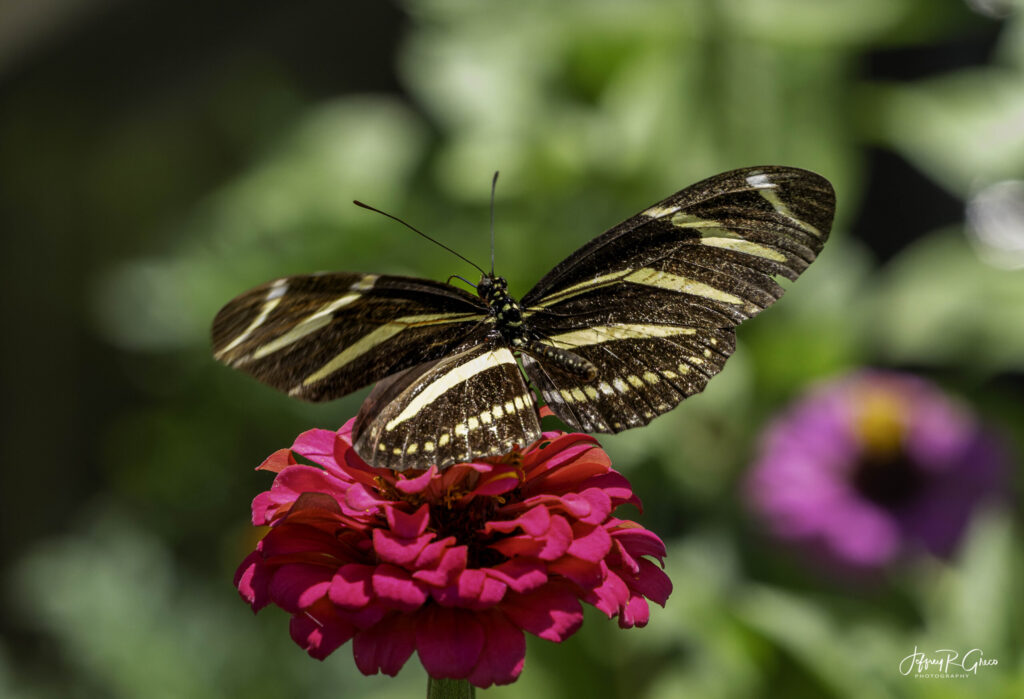 Landscape, wildlife and pet photography by Jeffrey R. Greco
