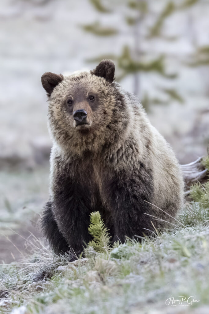 Landscape, wildlife and pet photography by Jeffrey R. Greco