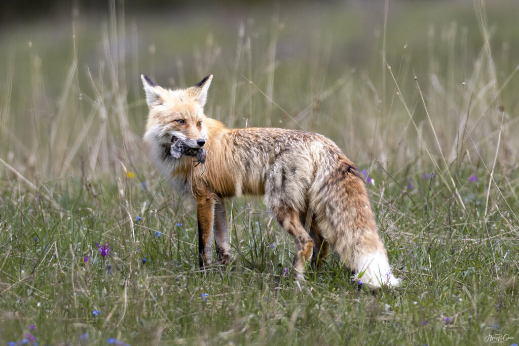 Landscape, wildlife and pet photography by Jeffrey R. Greco