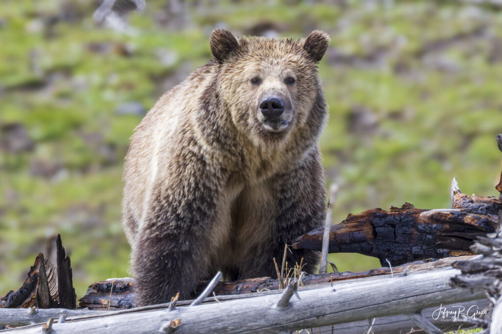 Landscape, wildlife and pet photography by Jeffrey R. Greco