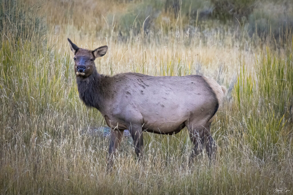 Landscape, wildlife and pet photography by Jeffrey R. Greco