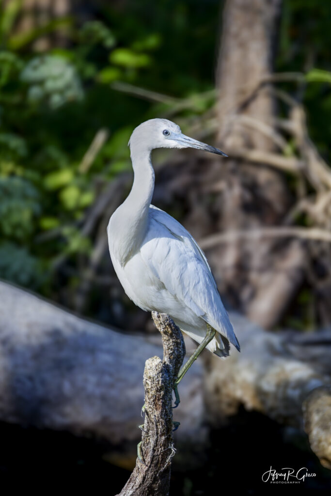 Landscape, wildlife and pet photography by Jeffrey R. Greco