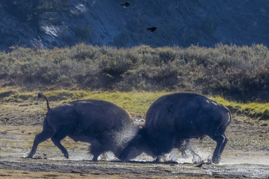 Landscape, wildlife and pet photography by Jeffrey R. Greco