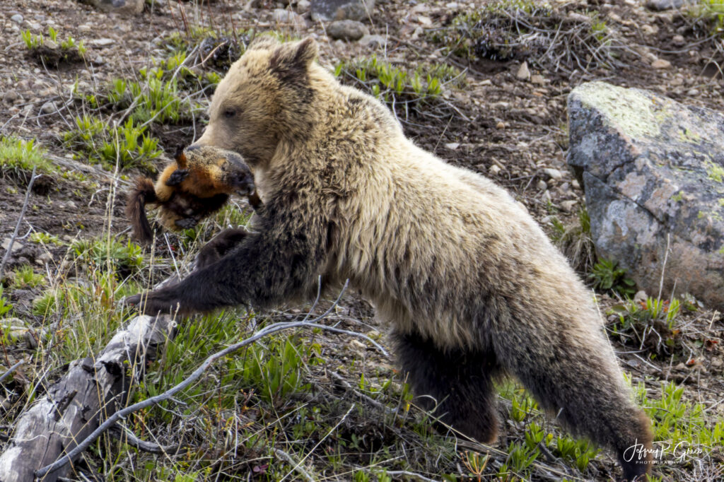 Landscape, wildlife and pet photography by Jeffrey R. Greco