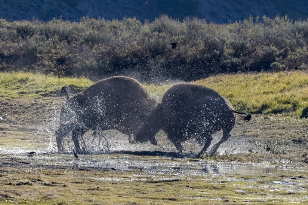 Landscape, wildlife and pet photography by Jeffrey R. Greco