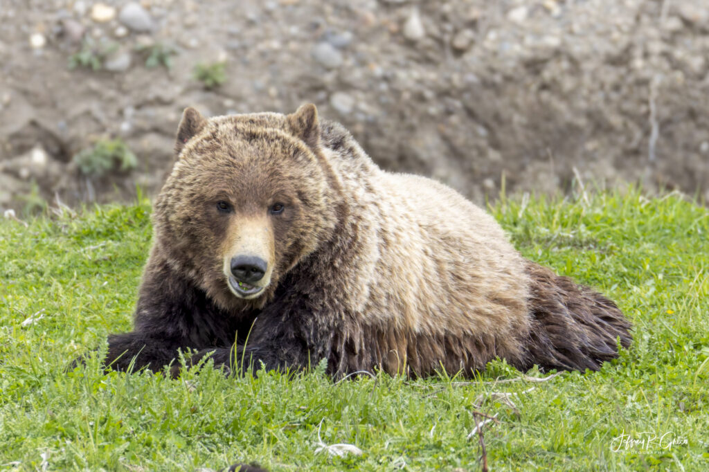 Landscape, wildlife and pet photography by Jeffrey R. Greco