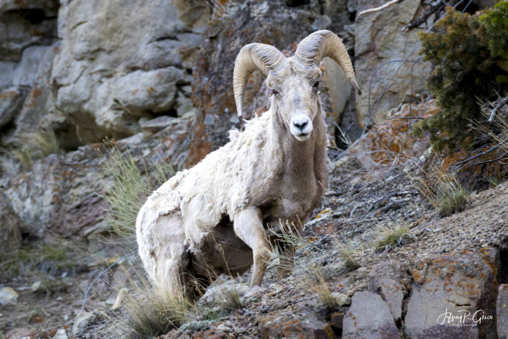 Landscape, wildlife and pet photography by Jeffrey R. Greco